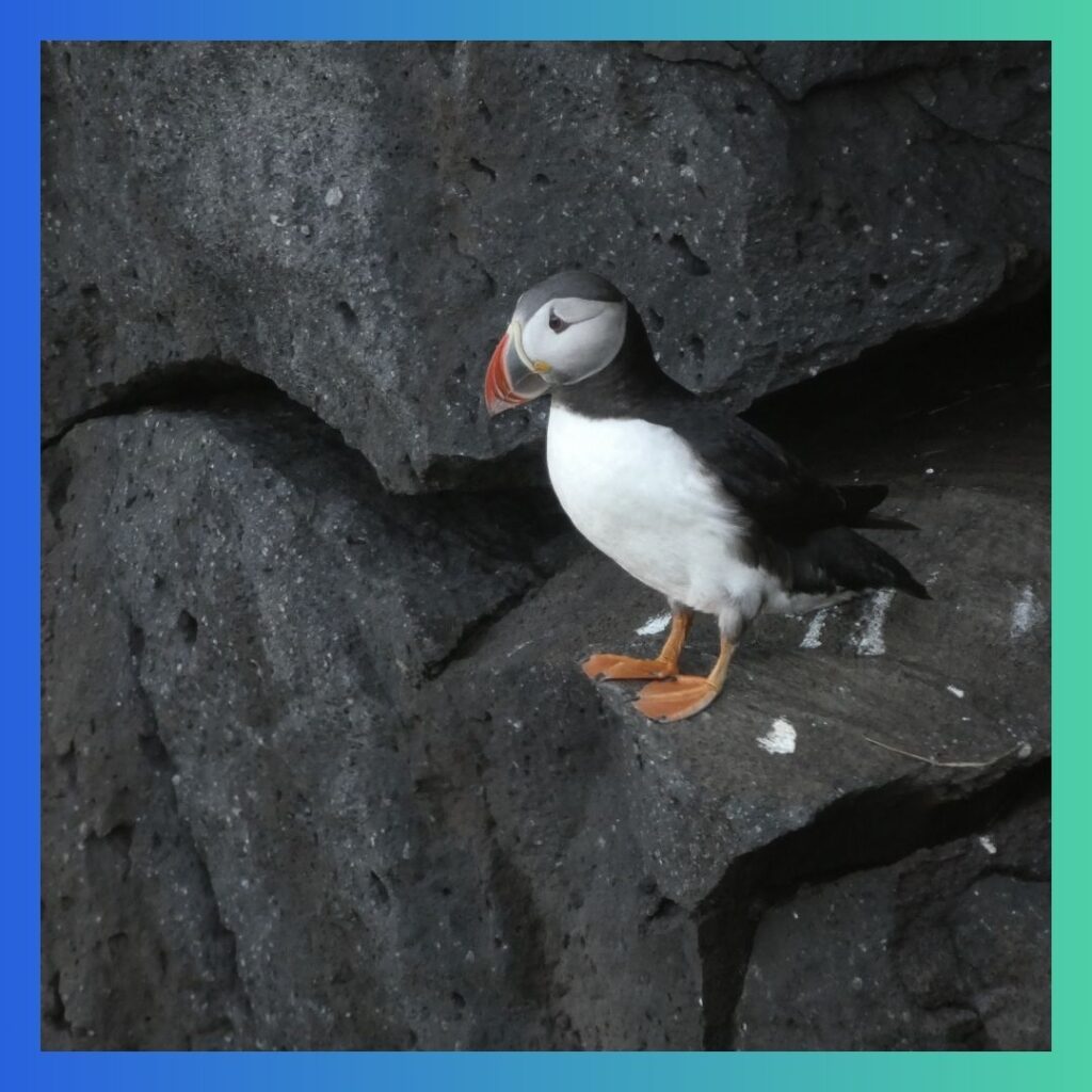 Puffin on a rock